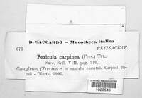 Pezicula carpinea image